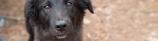 Puppy looking into the camera