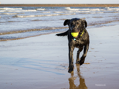 Dog playing on beach
