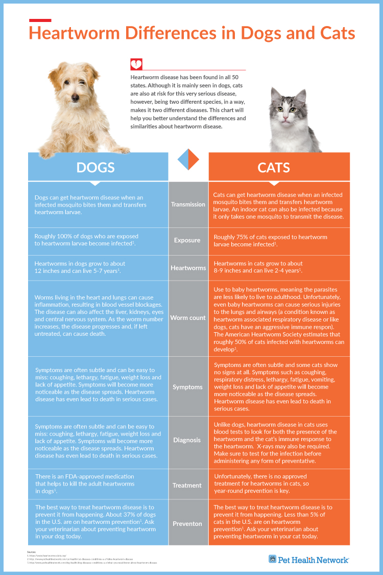 Interesting Differences Between Dogs and Cats