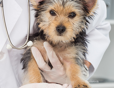 Puppy getting a checkup