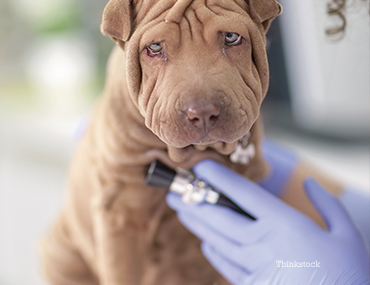 Puppy getting a checkup