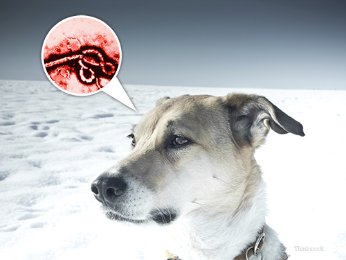 Dog and Ebola virus