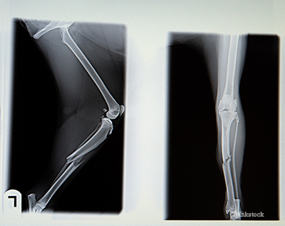 X-ray of a broken canine bone