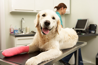 Happy dog at the vet