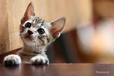 kitten climbing