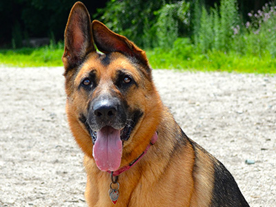 Dog at park