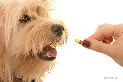 ALERT: FDA Warns Popular Topical Pain Medication Toxic to Pets