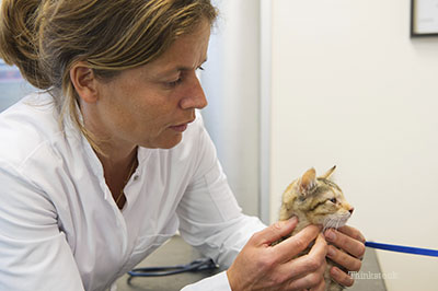 Gata la un examen la veterinar