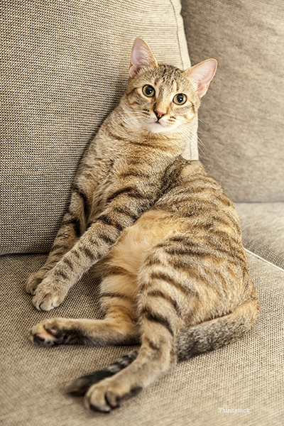 Cat on couch