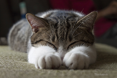 Cat Laying Down