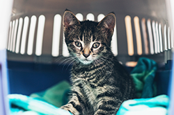 Kitten in a carrier