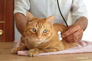 Cat at the vet