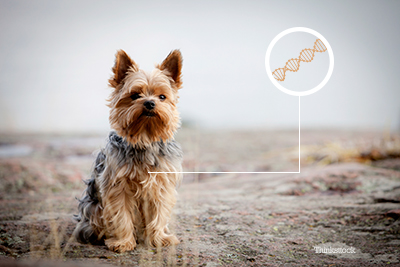 Dog on the beach