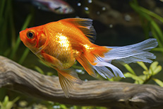 “Goldfish"