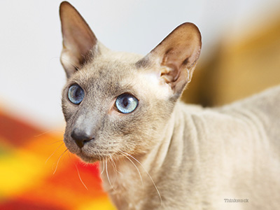 Hair Loss in Cats Cat looking up