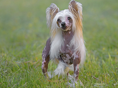 Dog in grass