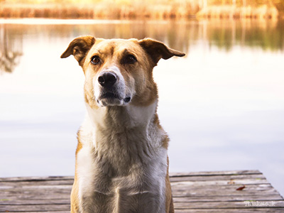 Dog by lake