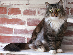 cat on steps