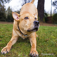 Lab-pit mix being playful