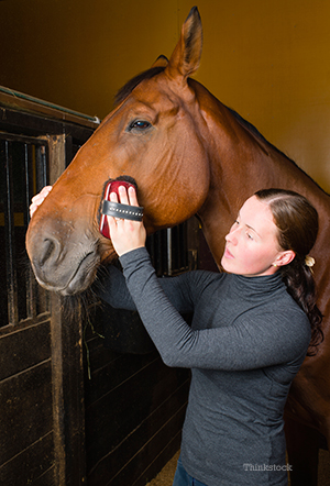 Horse being brushed