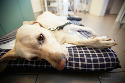 Dog preparing for surgery