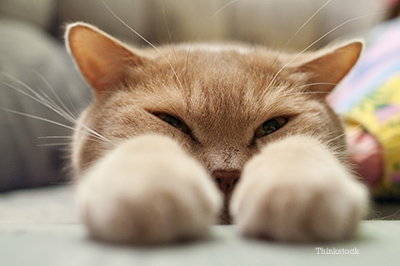 Cat stretching into the camera