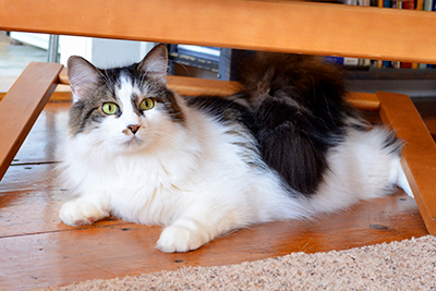 Cat under chair