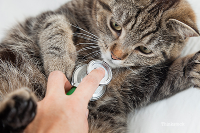 Cat getting a checkup at the vet