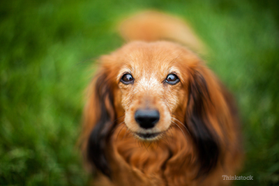 Senior male dachshund