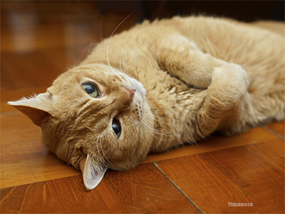 Cat on floor