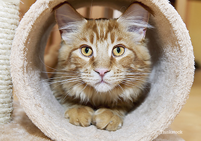 Maine Coon Cat