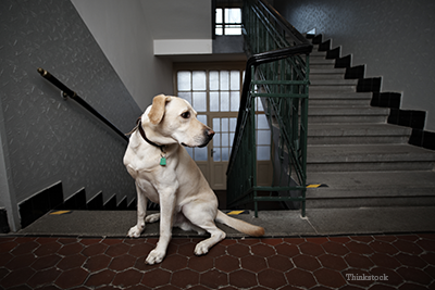 Dog sitting by stairs