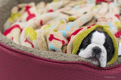 Dog snuggled in blankets