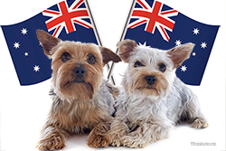 Two Yorkies with Australia flag