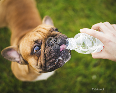 Dogs in summer heat top