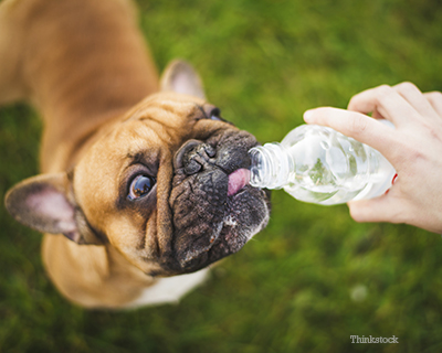 Dog drinking water