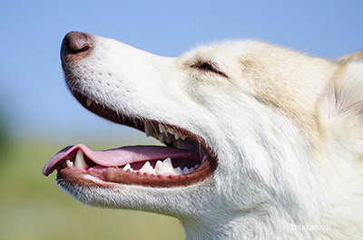 Dog with his mouth open