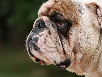 Bulldog with red eyes