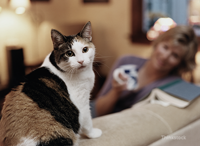 Cat sitting on the couch as the owner looks on