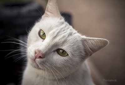 White cat looking into the camera