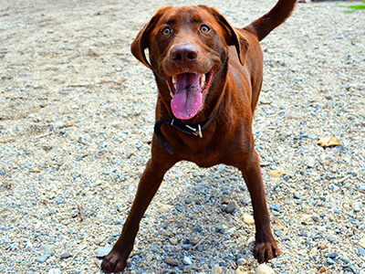 Dog playing