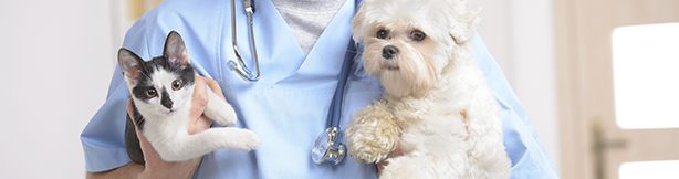 vet holding a cat and dog