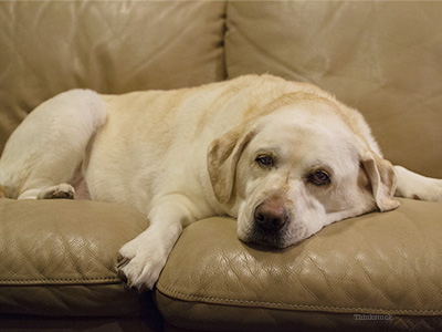 Dog on couch