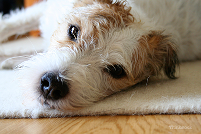 Dog laying on the carpet