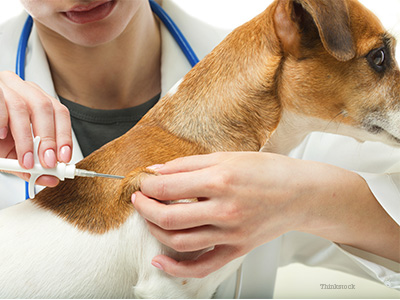 can a dogs microchip be removed