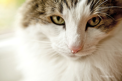 Upclose shot of a cat's face