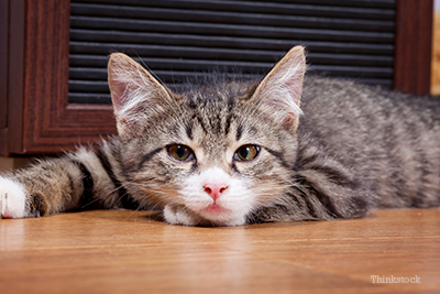 Cat laying on floor