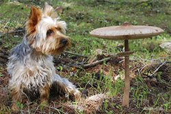 Dog next to big mushroom