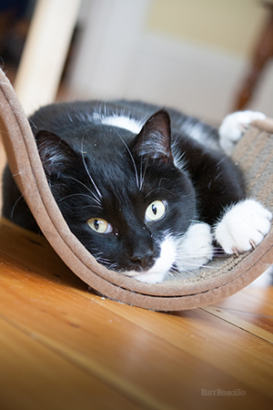 Cat laying down