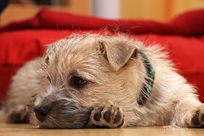 Cairn Terrier laying down